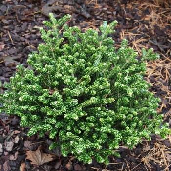 Пихта корейская Abies koreana  ‘Oberon’